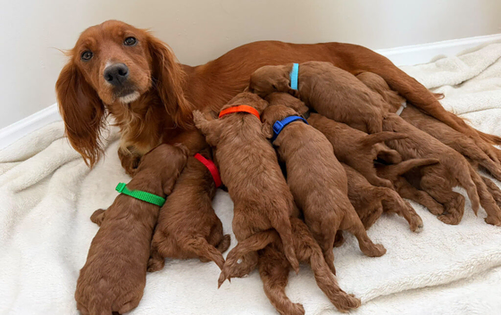 Health Clear Cockapoo Puppies