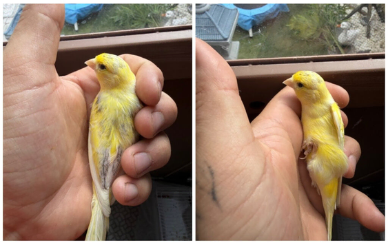 Beautiful fancy canary hen