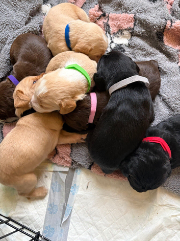 Gorgeous labradoodle puppies for sale
