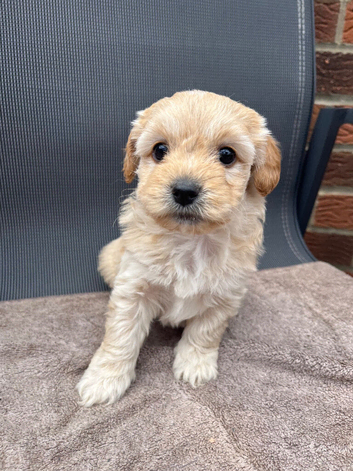 Beautiful cavapoo puppies