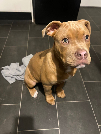 Staffy x old English bulldog