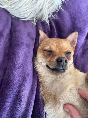 Loving Pomchi