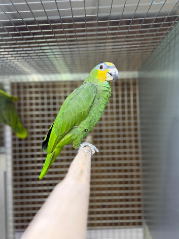 Amzon talking parrot