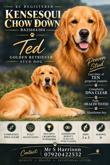 FULLY HEALTH TESTED -Handsome KC Registered Proven Stud
