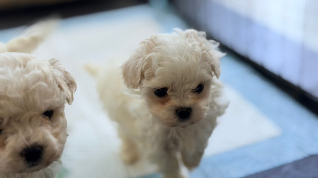 ASIAN TOY MALTIPOO