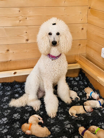 Stunning F1 Goldendoodles - Holiday Care Available