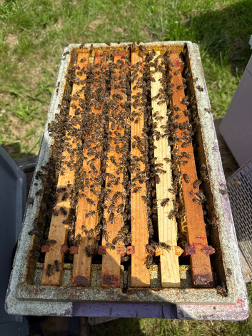 6 frame nuc