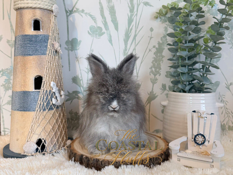 Vaccinated Pedigree Angora Babies - Ready Now
