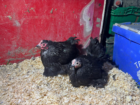 Silver birchen pullets