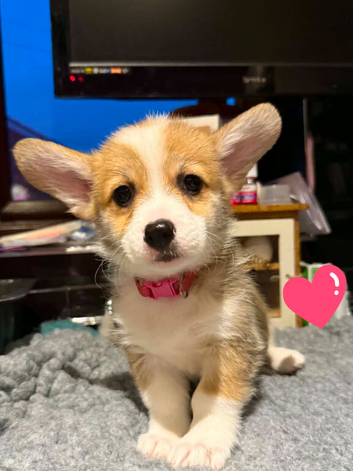 Pembrokeshire Welsh Corgi puppies