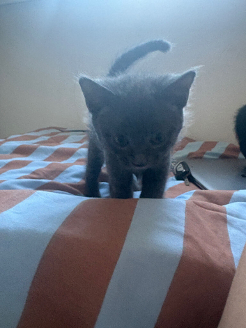One grey one Black and white kitten