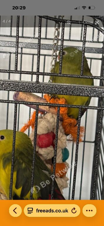 Rock pebbler male and female