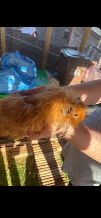 Male guinespigs