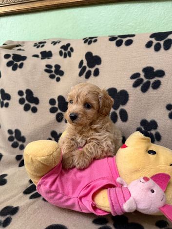 Beautiful Poochon Teddy Bears