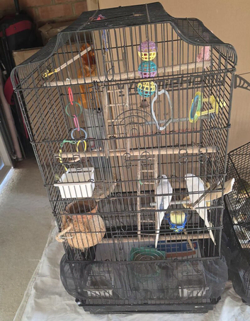 Budgies
