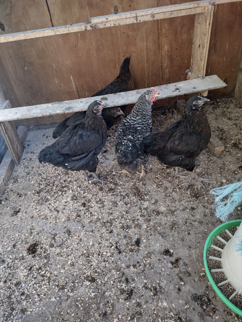 Black star pullets