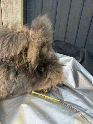 Full face angora buck. Delivery possible