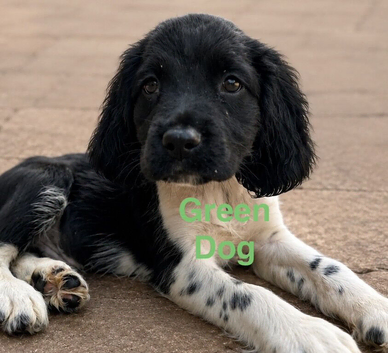 READY NOW!! 1 Dogs Left KC reg Heavily coloured ESS