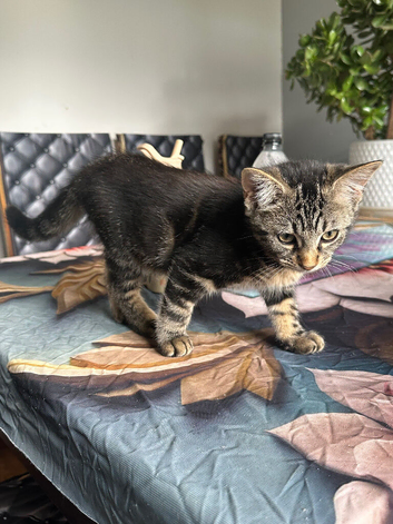 4 MONTH OLD KITTENS