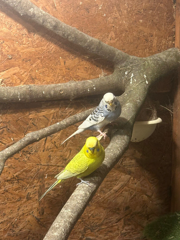 Budgies / breeding pair
