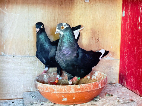 Fancy pigeons