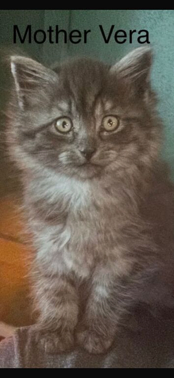 Last MALE Full Siberian kittens - beautiful blue eyed