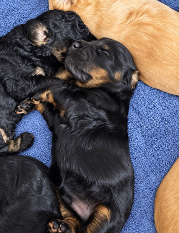 Toy poodle puppies