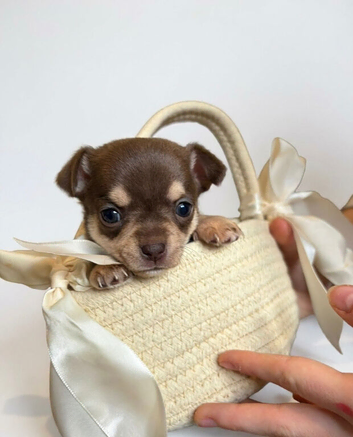 Adorable Chihuahua Puppies &ndash; Rare Colours, Loving Temperaments!