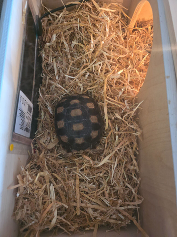 Sulcata tortoise with full set up