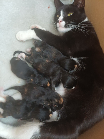 7 kittens ready for their loving homes