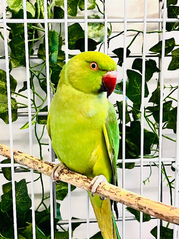 Stunning young Indian ringnick parrot