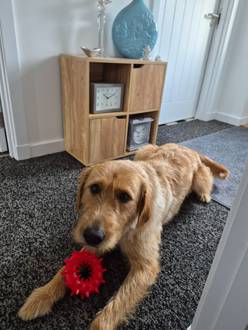 Labradoodle X