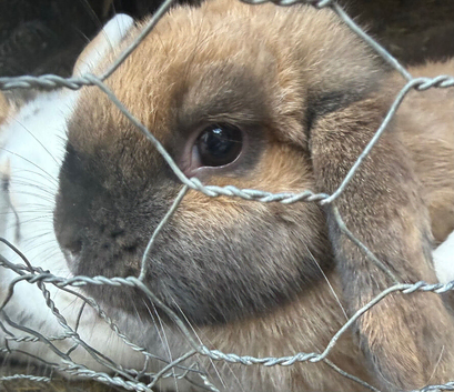 4 female rabbits