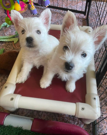 West highland terrier pups not kc