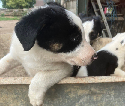 Pure Border Collies Ready now
