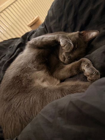 Needs Rehoming Tonight  - Twinkle