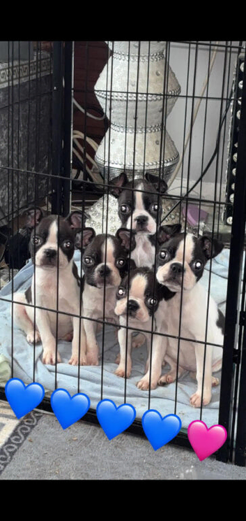 4 little Boston terrier boys