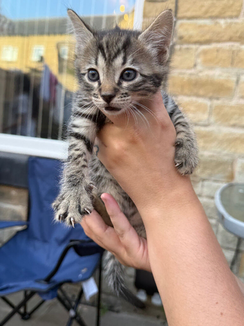 Bengal/savanna