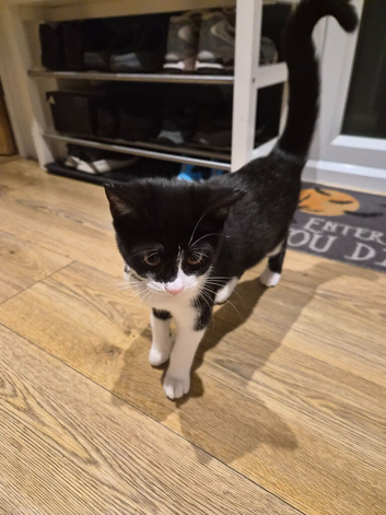 Cat to sell