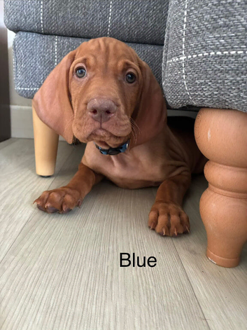 NOW &pound;1250ono  BLUE & GREY