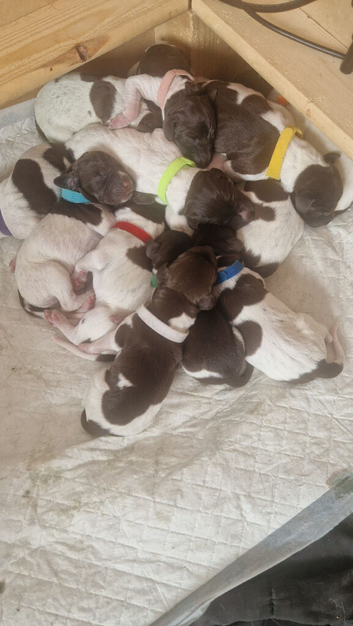 Outstanding kc GSP