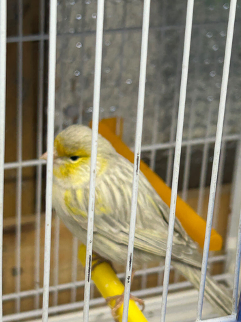 Silver and yellow canarie male