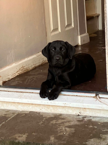 Black lab