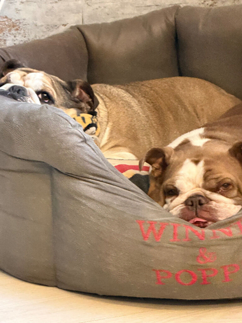 Mum and Daughter English Bulldogs For Sale
