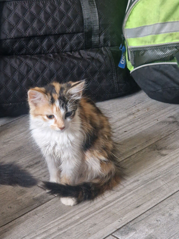 Ragdoll cross maincoon  kittens