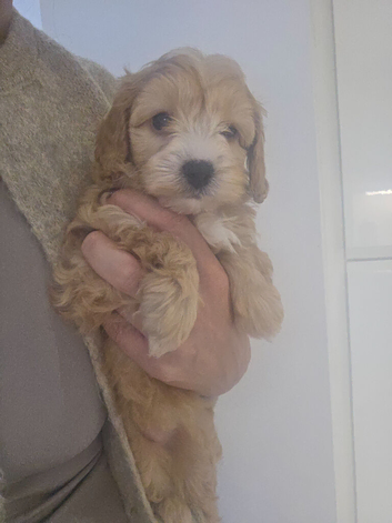 Beautiful cavapoo puppies