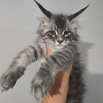 tica registered females mainecoon shaded line