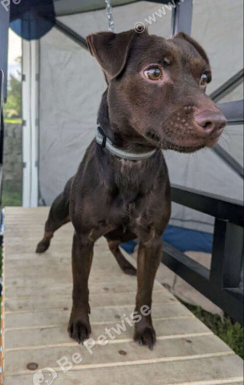 Chocolate patterdale