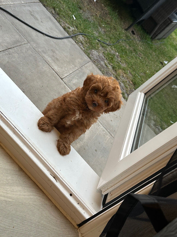 Asian extra Mini maltipoo ready to go(3 left