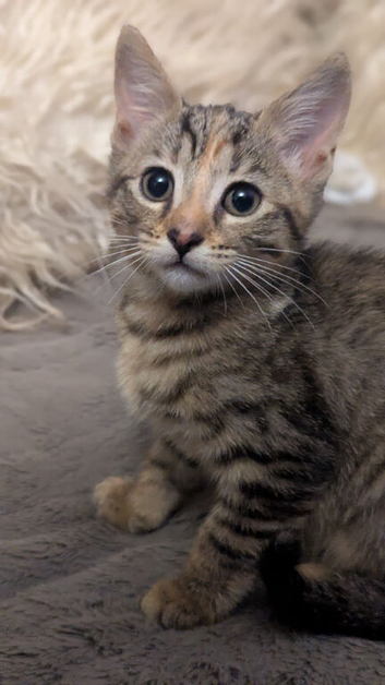 Kittens ready now. 4 females 1 male